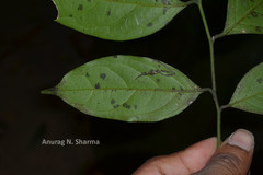 Xanthophyllum flavescens